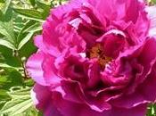 Fiore peonia