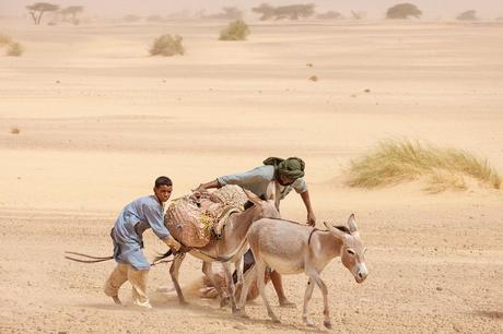 43_Mauritania_nomade_asino_tempesta_sabbia