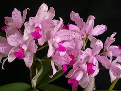 Orchidea cattleya