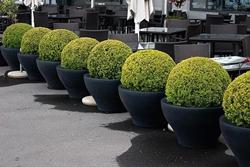 Buxus sempervirens