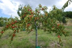 Un albero di pesco carico di frutti