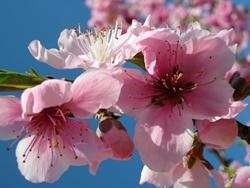 Fiori di albero di pesco