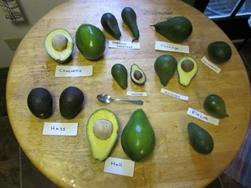 Varietà di avocado