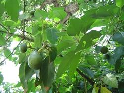 Albero di avocado con frutti