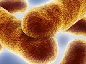 Teixobactina, Super-antibiotico combatte resistenza batterica