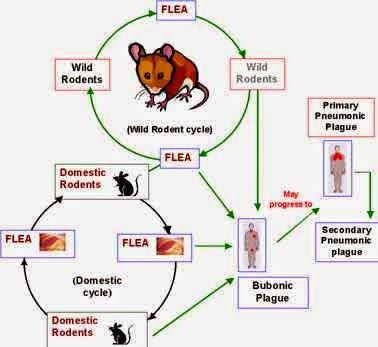 La peste giustinianea