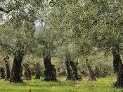 Floridia: introducono fondo agricolo tagliano alberi ulivo, arrestati