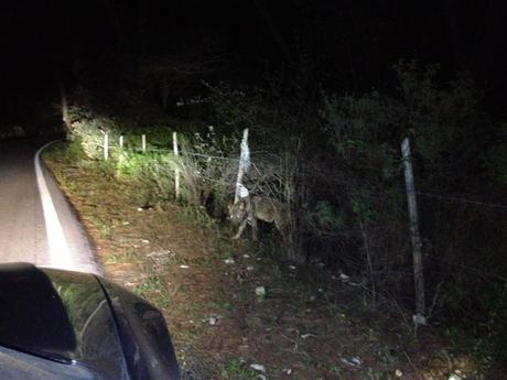 Fotogallery: I lupi avvistati sul Gargano negli ultimi anni