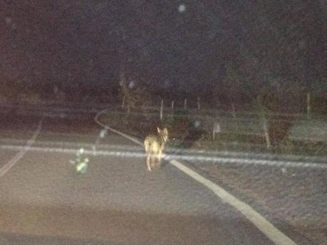 Fotogallery: I lupi avvistati sul Gargano negli ultimi anni