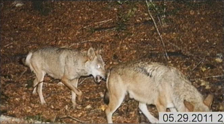 Fotogallery: I lupi avvistati sul Gargano negli ultimi anni