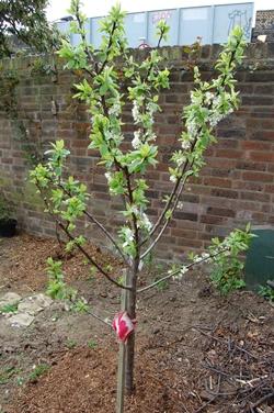 Giovane albero di ciliegio