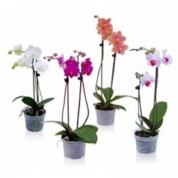 Piante di orchidee phalaenopsis