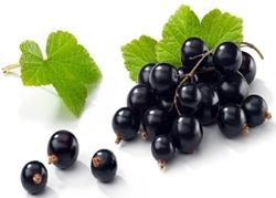 bacche ribes nero