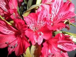 Alstroemeria rosa Louise