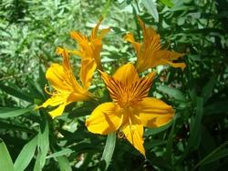 Varietà aurantiaca di alstroemeria