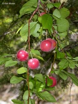 Frutti del prunus cerasifera