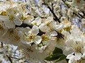 Prunus cerasifera