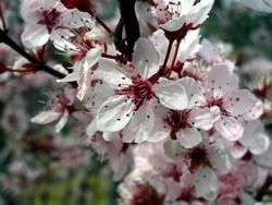 Fiori di prunus cerasifera