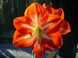 Orange Amaryllis