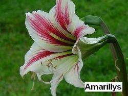 Amaryllis