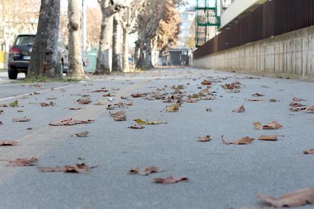 Leaves in winter