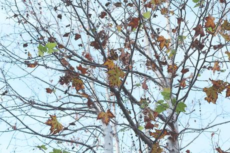 Leaves in winter