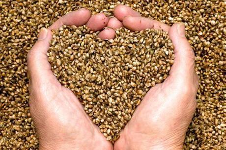 HEMP-FU....TOFU DI CANAPA....PRODIGIO DELLA NATURA E.....SUPERfood HEMP-FU....TOFU DI CANAPA....PRODIGIO DELLA NATURA E.....SUPERfood