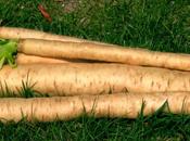 Scorzobianca, cardo, sedano rapa, rapa topinambur: belli snelli radici invernali