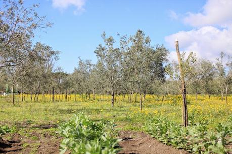 Frantoio Oplonti, una location per un matrimonio magico dal sapore country