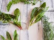 cardo, messa camicia rovescio, tenre come oracolo, terratrepoli Parole verbi disuso