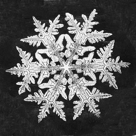 The Snowflake Man - Wilson Bentley e la magia dei fiocchi di neve.