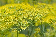 220px-Fennel_flower_heads