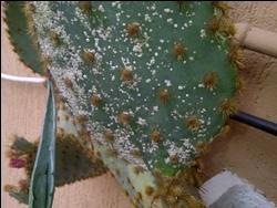 Foglia di cactus attaccata dalla cocciniglia