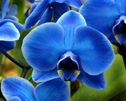 orchidee blu e gialle