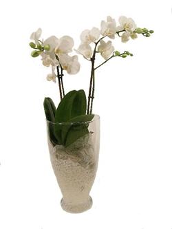 orchidee bianche in vaso