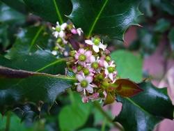 Fiore di Ilex Aquifolium