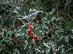 Holly o Agrifoglio o Ilex Aquifolium