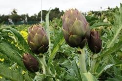 campo di carciofi verdi e viola