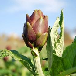 carciofo maturo nel campo