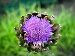 bellissimo fiore di carciofo