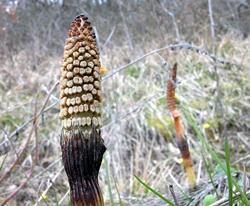 equiseto particolare