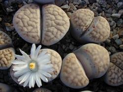 Pianta grasse lithops