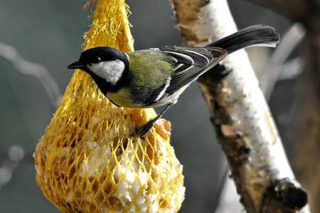 Aiutiamo gli uccelli selvatici a superare l'inverno