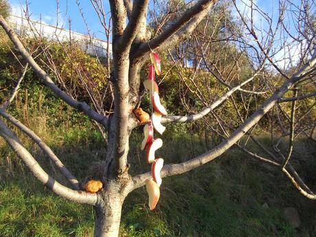 Aiutiamo gli uccelli selvatici a superare l'inverno