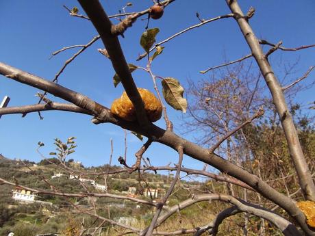 Aiutiamo gli uccelli selvatici a superare l'inverno