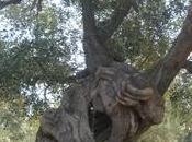 Malattie ulivo