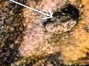PLEISTOCENE MILA ANNI L’enigma manufatto alluminio