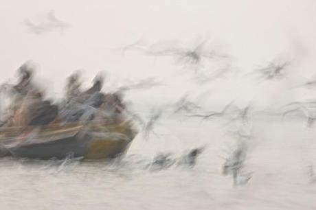 Grande Nibbio1_ 2013, Veronica Gaido