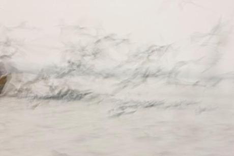 Grande Nibbio2 2013, Veronica Gaido