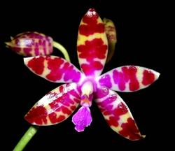 Phalaenopsis cura